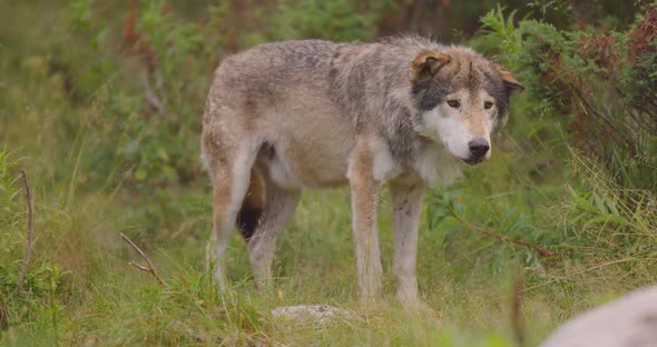 Curious Grey Wolf Looks and Smells After Rivals and Danger in the Forest