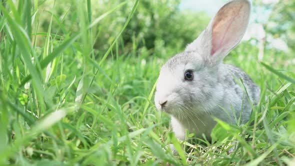 Cute Fluffy Light Gray Easter Bunny Sits on a Green Meadow in Sunny Weather Closeup alt