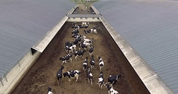  Aerial Shots of Black and White Cows Run Into the Paddock alt