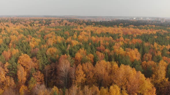 Top View of Beautiful Autumn Forest with Deciduous and Coniferous Trees