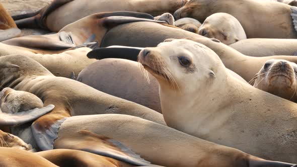 Sea Lions on the Rock in La Jolla. Wild Eared Seals Resting Near Pacific Ocean on Stones. Funny Lazy alt