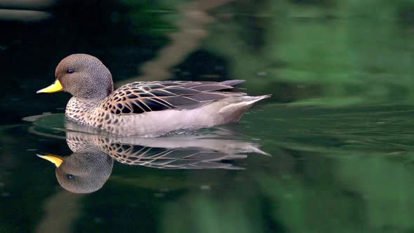Panning shot following a Yellow-billed teal swimming to the left on a pond alt
