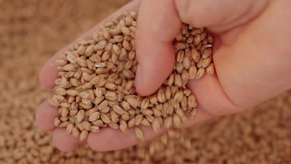 Grains of Malt in the Palm of a Man