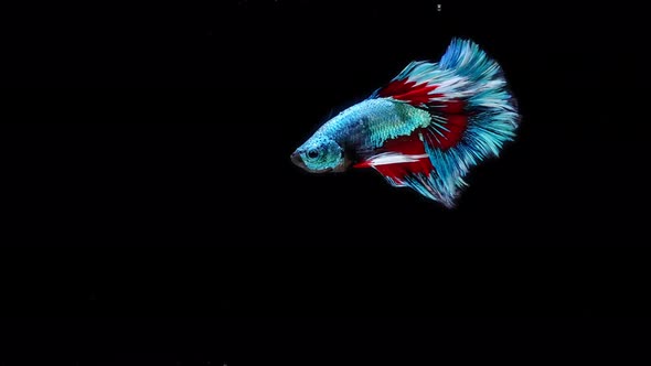 Blue and red color Siamese fighting fish alt