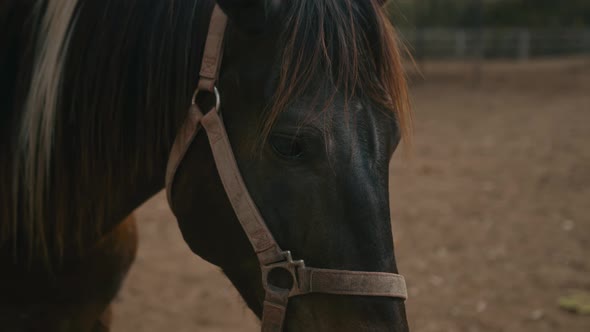 Young Woman Rides a Horse Close Up Shot alt