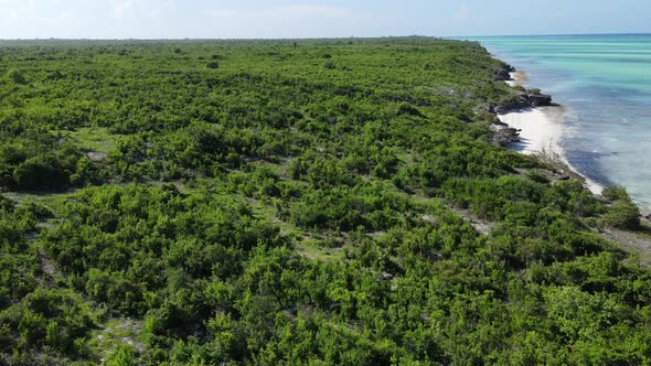 Thickets on the Coast of the Island of Zanzibar Tanzania Slow Motion alt