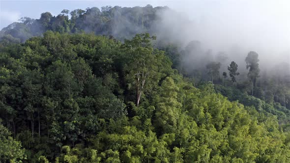 Circular motion focusing on a tree revealing cloudy forest area