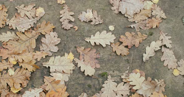 Macro Top View of Brown Oak Leaves Lying on Concrete Ground on Autumn Day