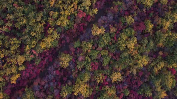 Autumn Multicolored Deciduous Forest Top View From a Quadrocopter