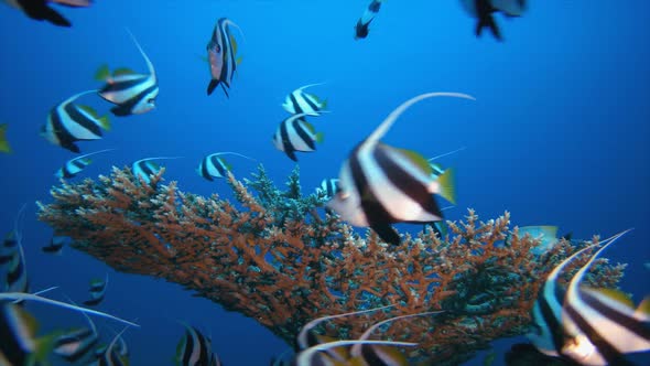 Underwater Marine Life Fish alt