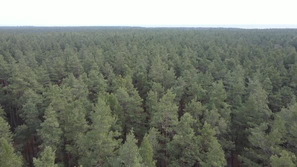 Trees in a Pine Forest During the Day Aerial View alt