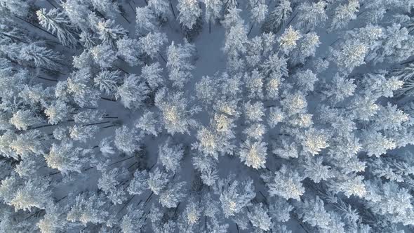 Forest in Winter Aerial View alt
