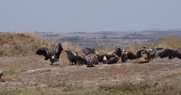 African white-backed vulture, gyps africanus, Group having Sun Bath , Nairobi Park in Kenya alt