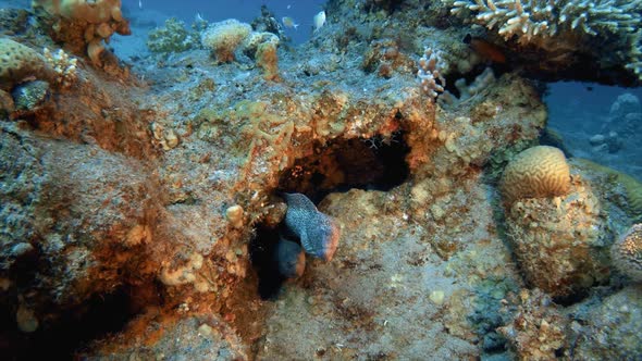 Yellow-Mouth Moray Eel alt