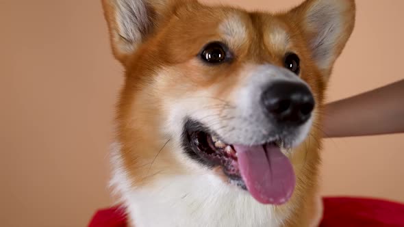 Hand of the Owner Stroking the Welsh Corgi Pembroke on the Head in the Studio on an Orange alt