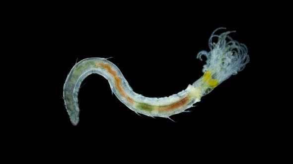 Polychaeta Worm Order Sabellida Under a Microscope alt
