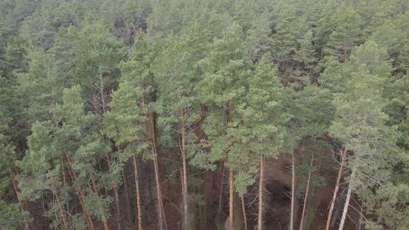 Forest Landscape Aerial View Slow Motion alt