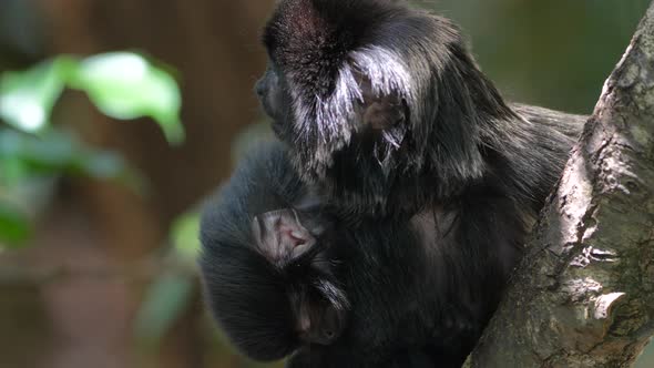 Macro shot of Tamarin Monkey, New World monkeys from the family Callitrichidae in the genus Saguinus alt