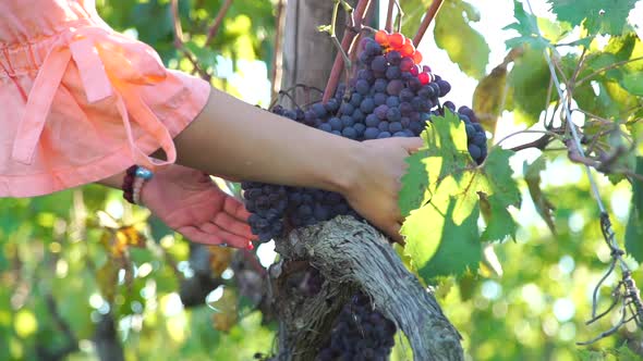 Close Up of Woman Inspecting Fresh Grape Harvest alt