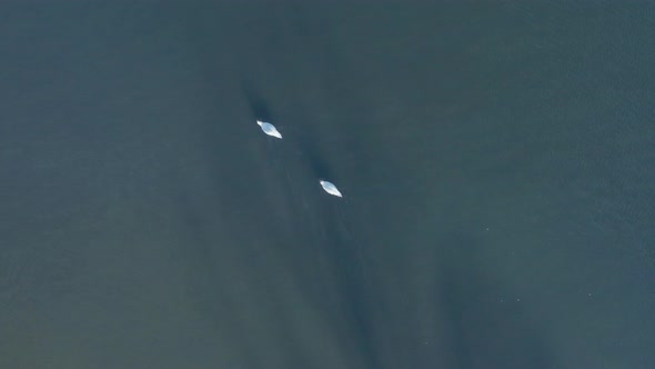 Top down drone view of two swans swimming together alt