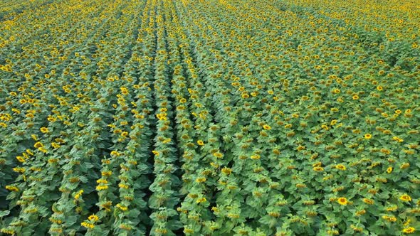 Aerial View Field Of Sunflowers alt
