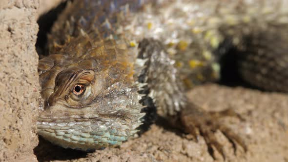 Desert Spiny Lizard Looking Around Extreme Closeup alt