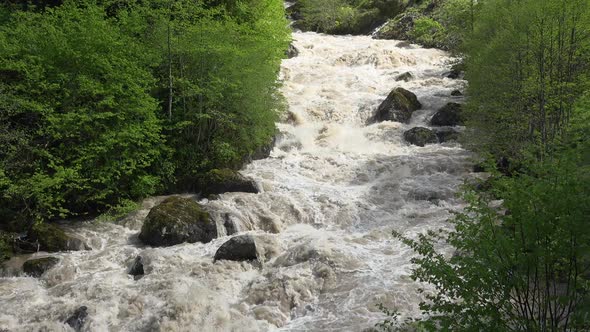 An Incredibly Fast Flowing Raging Foamy River in Spring Forest alt