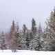 A Small Meadow Covered with Snow and Surrounded By Fir Trees in Foggy Weather in the Carpathian