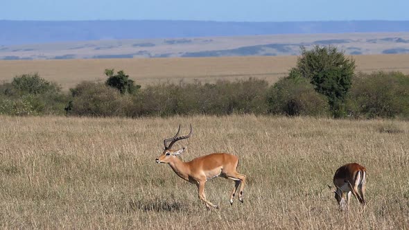 980445 Impala, aepyceros melampus, Male and Females, Masai Mara Park in Kenya, running, slow motion alt