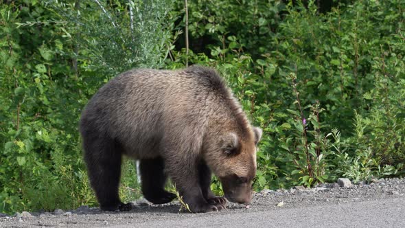 Hungry Kamchatka Brown Bear Eats Pie on Road