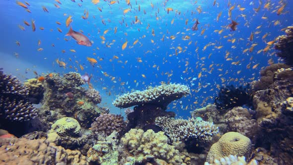 Orange Fish Coral Reef, Stock Footage | VideoHive