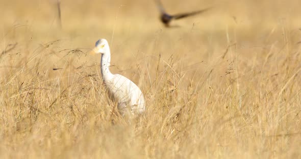 Cattle Egret Hunting for flying and hidden insects in the swaying grassland along with the swallows alt