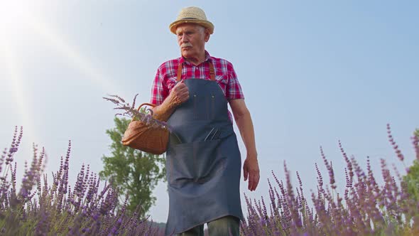 Senior Old Man Grandfather Farmer Growing Lavender Plant in Herb Garden Field Farm Eco Business alt