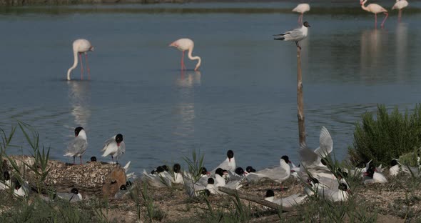 A flock of Mediterranean gull,( Ichthyaetus melanocephalus), during the egg incubation time, Camargu alt