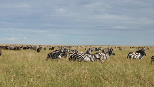 Zebras and Wildebeasts during migration in Africa alt