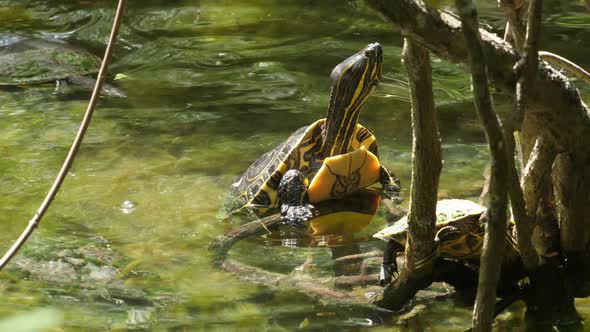 Sea Turtle with its Baby Swimming in the Cenote in Mexico