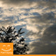 Tree With Clouds Background - VideoHive Item for Sale