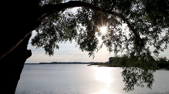 The River Behind The Tree