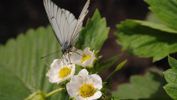 Butterfly on Strawberry Flowers