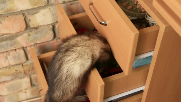 Ferret In a Drawer alt