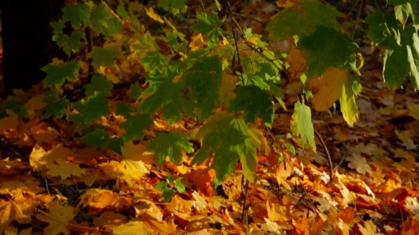 Multi Colored Autumn Trees
