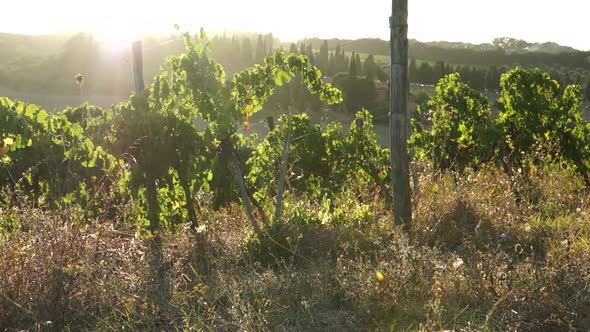 Views Of A Tuscan Vineyard (11 Of 11) alt