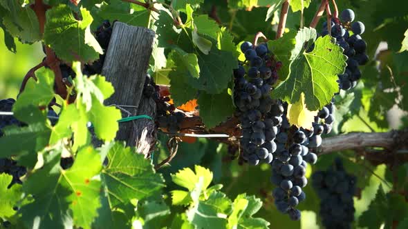 Views Of A Tuscan Vineyard (4 Of 11)