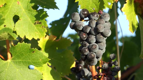 Views Of A Tuscan Vineyard (6 Of 11) alt