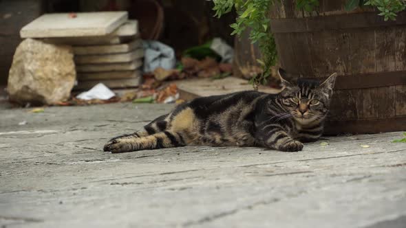 Italian Cat Resting In An Alley alt