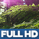 Wild Forest 2 - VideoHive Item for Sale