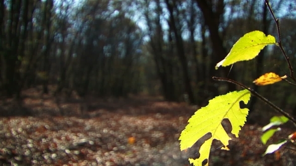 Branch With Green Leaves  Illuminated With Sun In