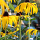 Yellow Flowers Growing in the Home Garden Yellow Flowers Growing in the Home Garden - VideoHive Item for Sale
