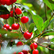 Cherry Fruit on a Tree in the Home Garden Cherry Fruit on a Tree in the Home Garden - VideoHive Item for Sale