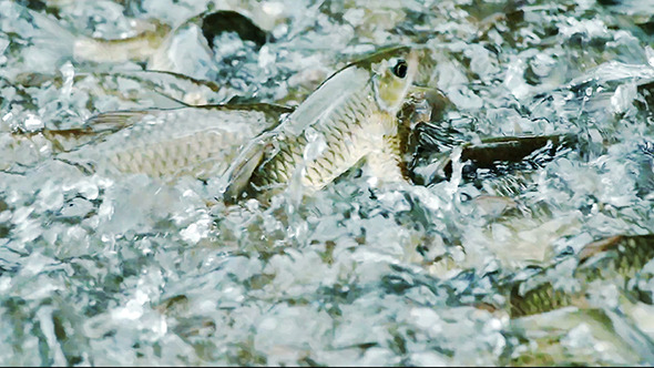 Fishes Swimming Up Stream 03 alt